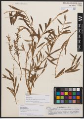 Salix blakii f. linearis Goerz